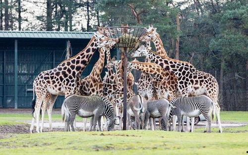 动物园里有什么？,动物们的家园与奇遇