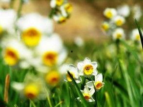 绕水仙花两圈,探寻自然之美与心灵之旅