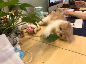 头顶迷你气泡，奶萌团宠人见人爱,奶萌团宠圈粉无数